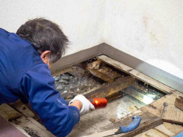 Best Crawl Space Mold Removal  in Wofford Heights, CA