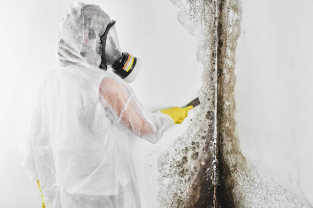 Crawl Space Mold Removal in Wofford Heights, CA