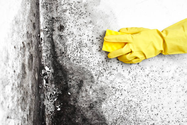 Best Professional Mold Removal  in Wofford Heights, CA