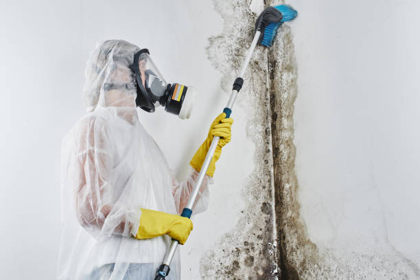 Best Mold Testing  in Wofford Heights, CA