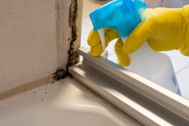 Best Attic Mold Removal  in Wofford Heights, CA
