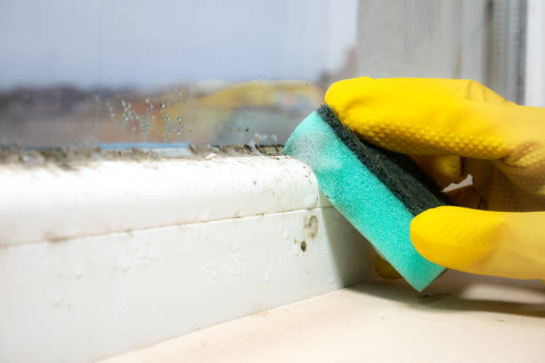 Best Same-Day Mold Removal  in Wofford Heights, CA