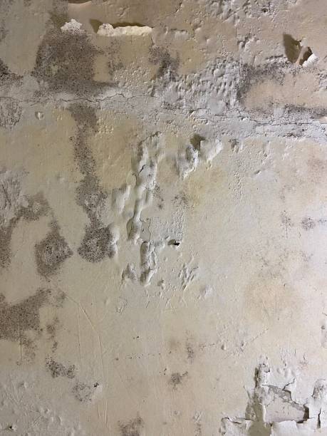 Best Mold Testing  in Wofford Heights, CA