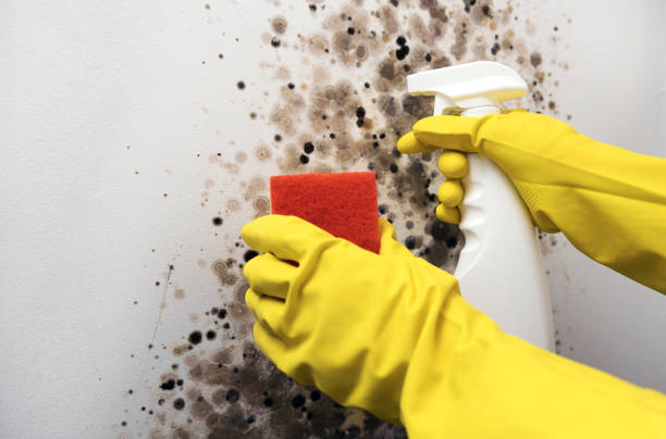 Best Best Mold Removal Companies  in Wofford Heights, CA