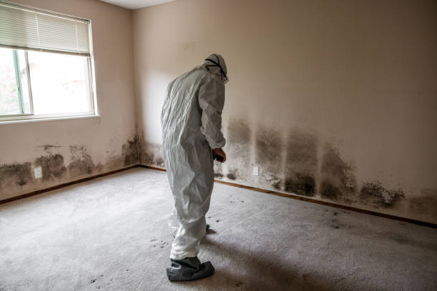 Best Certified Mold Removal  in Wofford Heights, CA