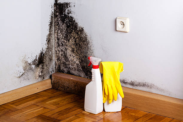 Best Affordable Mold Removal  in Wofford Heights, CA