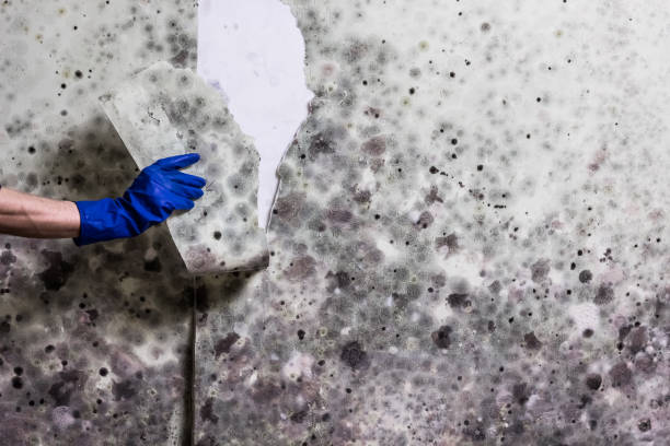 Best Mold Remediation  in Wofford Heights, CA