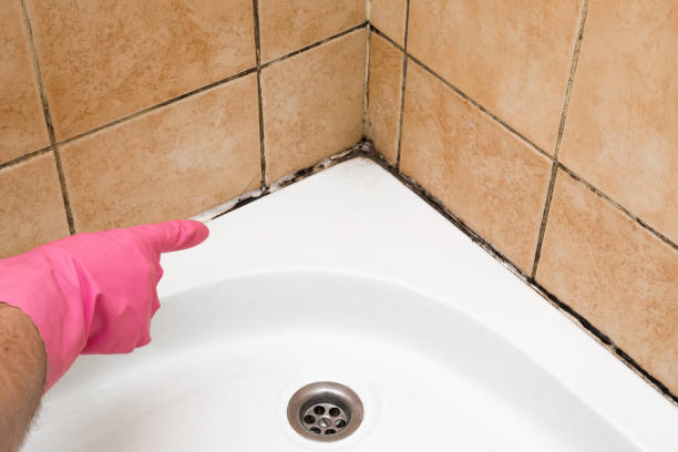 Best Toxic Mold Removal  in Wofford Heights, CA