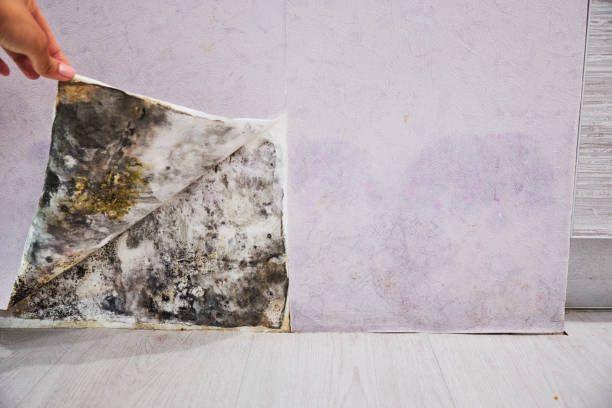 Wofford Heights, CA Mold Removal Company
